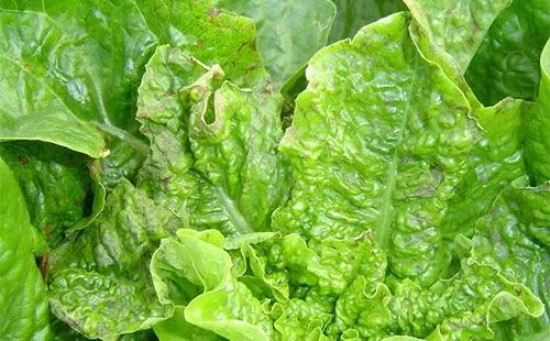 生菜病蟲害大作戰!揭秘高效防治策略,打造健康生態菜園新生態!