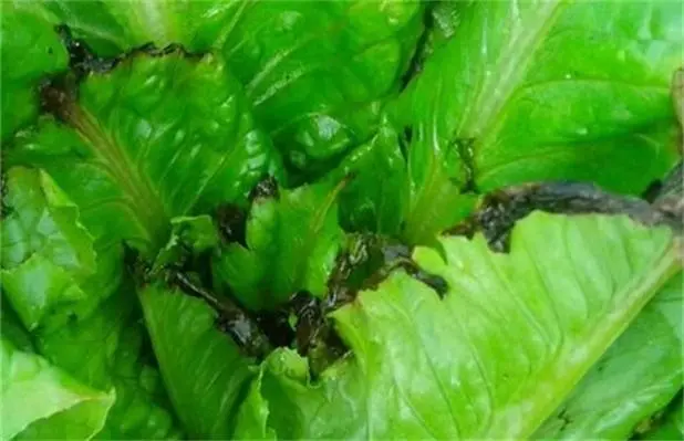 生菜病蟲害大作戰!揭秘高效防治策略,打造健康生態菜園新生態!