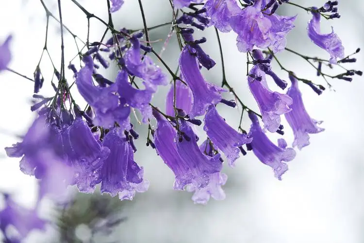紫色風(fēng)暴來襲!藍(lán)花楹不只是顏值擔(dān)當(dāng),更是植物界獨特存在