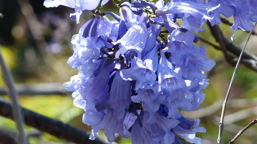 紫色風(fēng)暴來襲!藍(lán)花楹不只是顏值擔(dān)當(dāng),更是植物界獨特存在