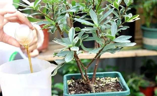 <b>拯救瑞香花葉子下垂變軟，專家教你養護方法改善養護困擾</b>