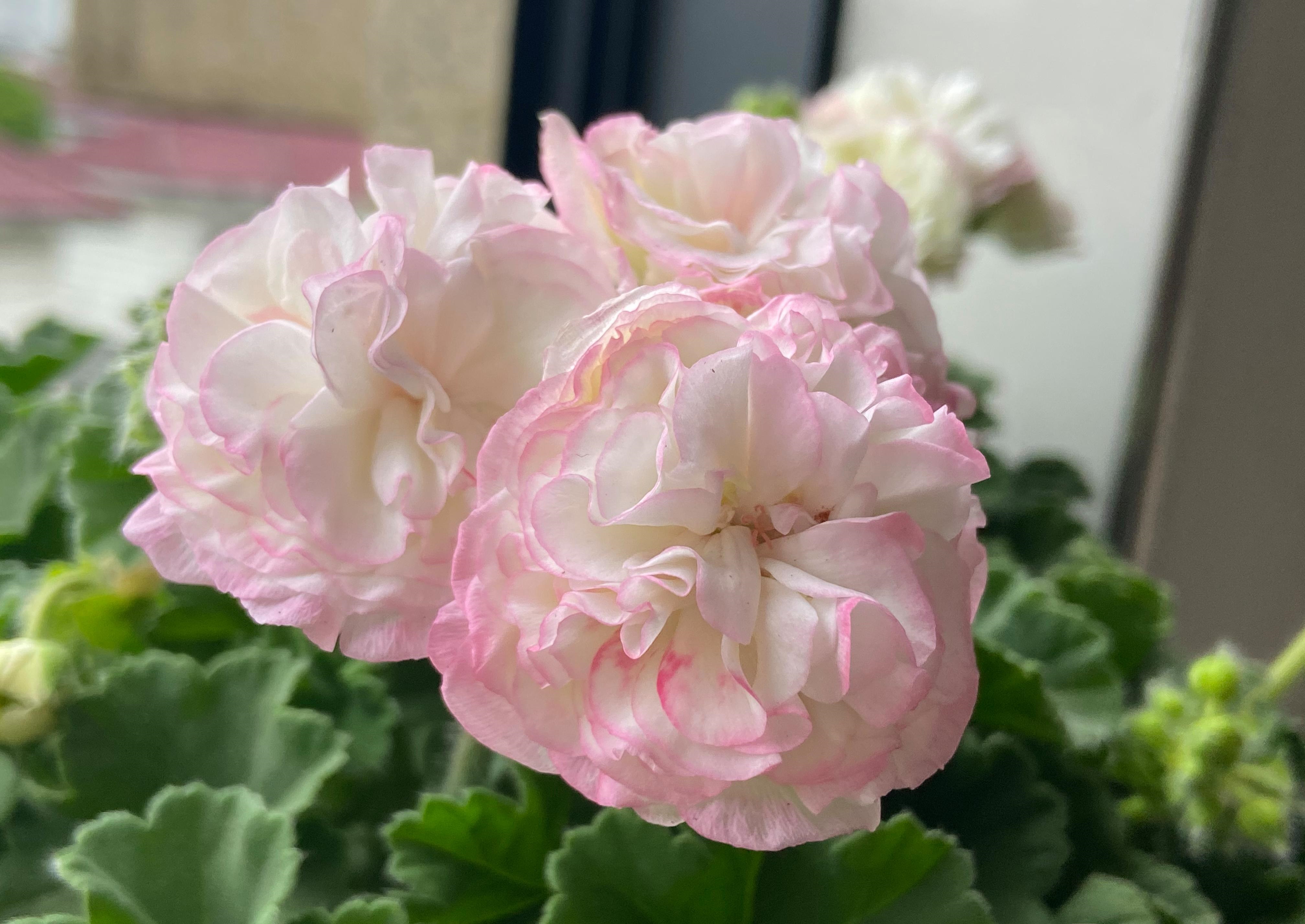 夏日綠植扦插計劃:天竺葵扦插種植攻略,讓陽臺四季如春