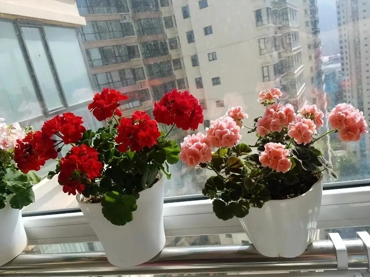 夏日綠植扦插計劃:天竺葵扦插種植攻略,讓陽臺四季如春