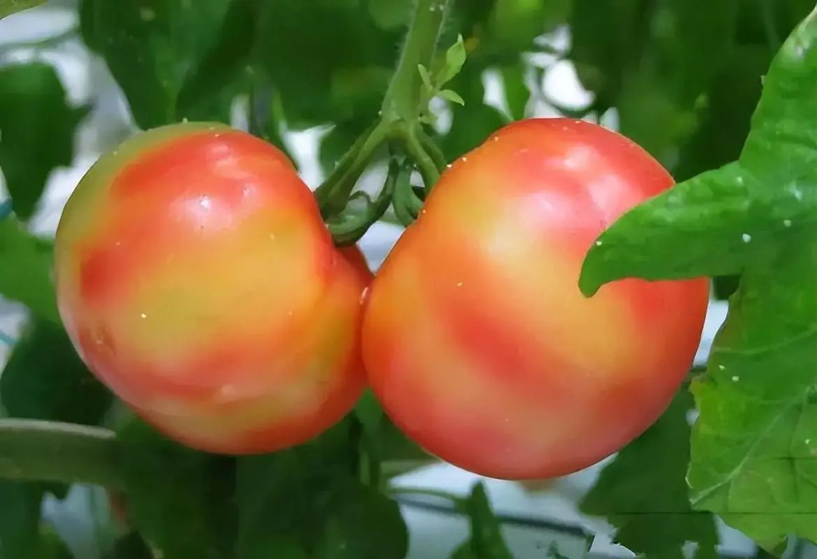 西紅柿顏色發黃不紅怎么回事?是營養缺失還是基因突變?