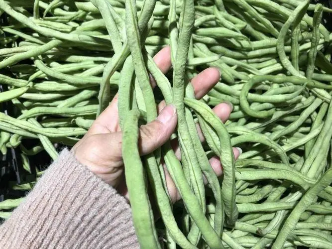 蕓豆與豆角區(qū)別你能分清嗎?營(yíng)養(yǎng)與烹飪風(fēng)味的雙重比較。