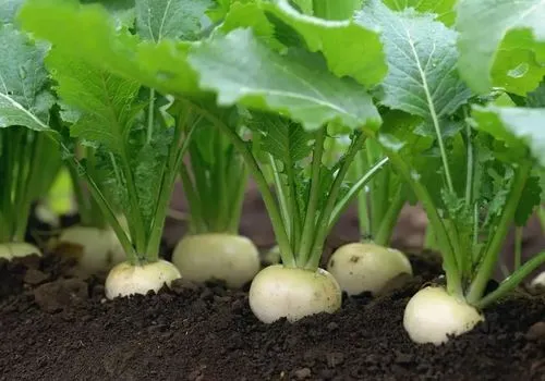 蕪菁的葉子成為餐桌新寵,綠色安全蔬菜性引熱議