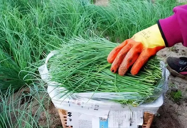 蔥和韭菜的區(qū)別,農(nóng)業(yè)小百科教你辨別與妙用指南