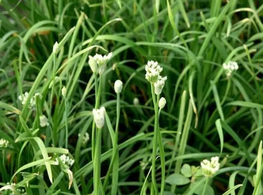 韭菜開花后還能吃嗎?別急著扔韭菜開花才是餐桌上的美食新寵。