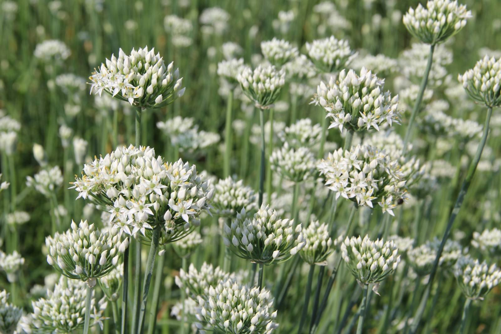 韭菜開花后還能吃嗎?別急著扔韭菜開花才是餐桌上的美食新寵。