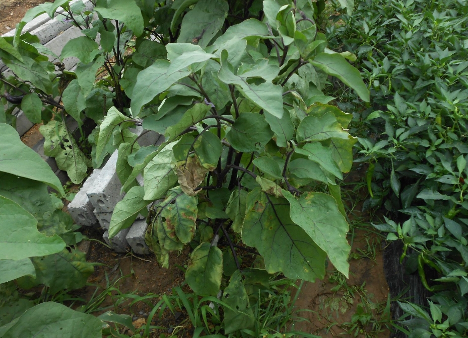 專家為你解答茄子葉片突然變黃是什么病害,遠離種植黃葉危機