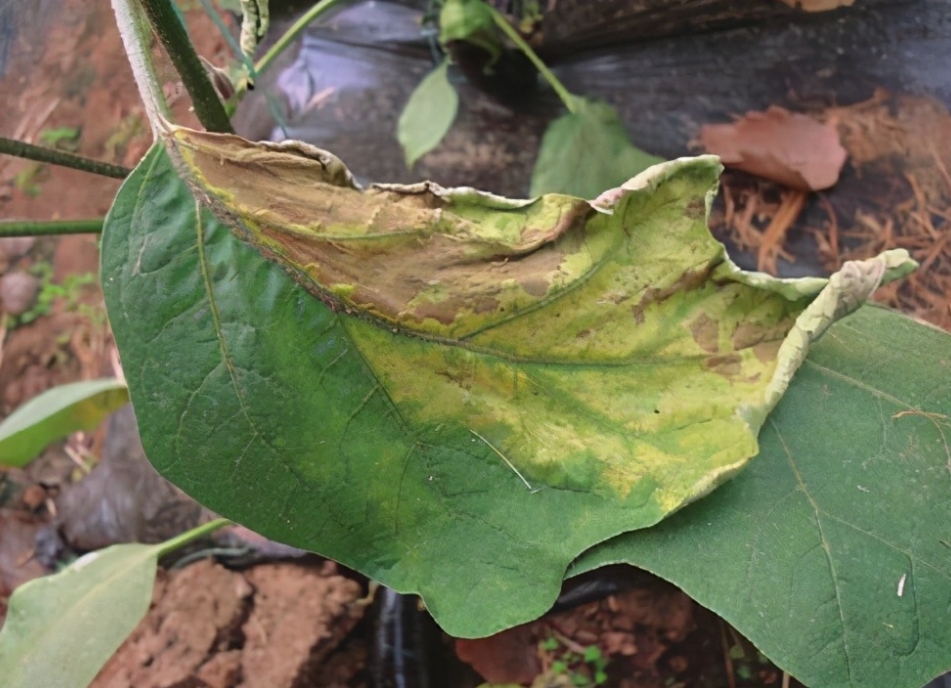 專家為你解答茄子葉片突然變黃是什么病害,遠離種植黃葉危機