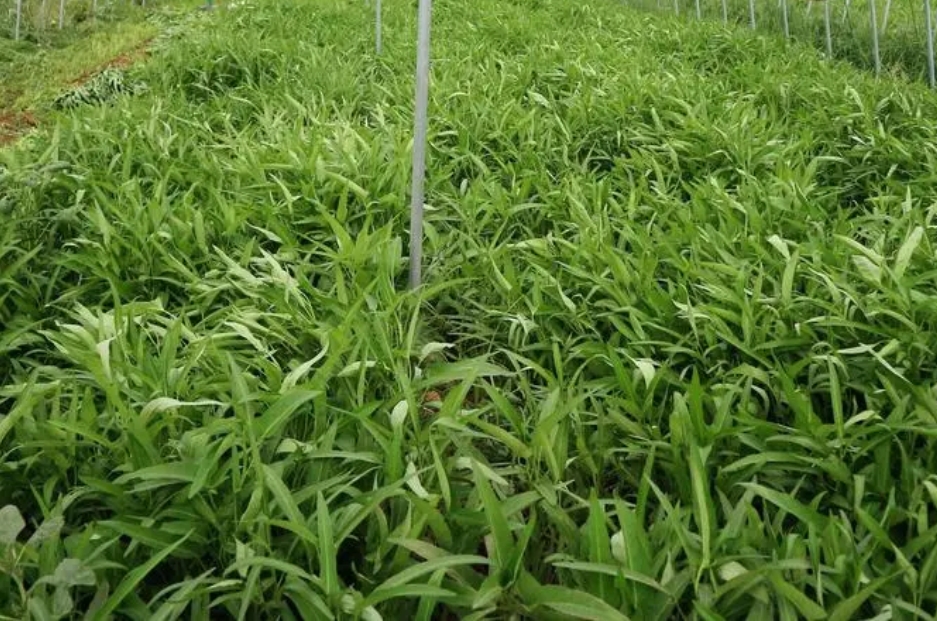 空心菜最佳行距和株距黃金比，引領高效種植新時代！