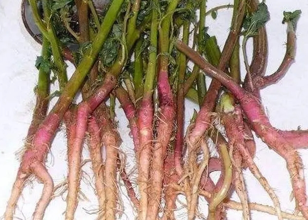 莧菜根是自然界的綠色寶藏,驚人功效是養生新寵兒