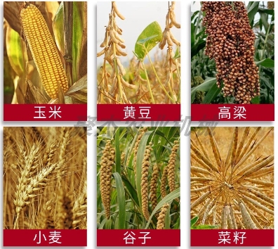 農業知識大爆炸!高粱、水稻、小麥,谷物三雄的有何區別。
