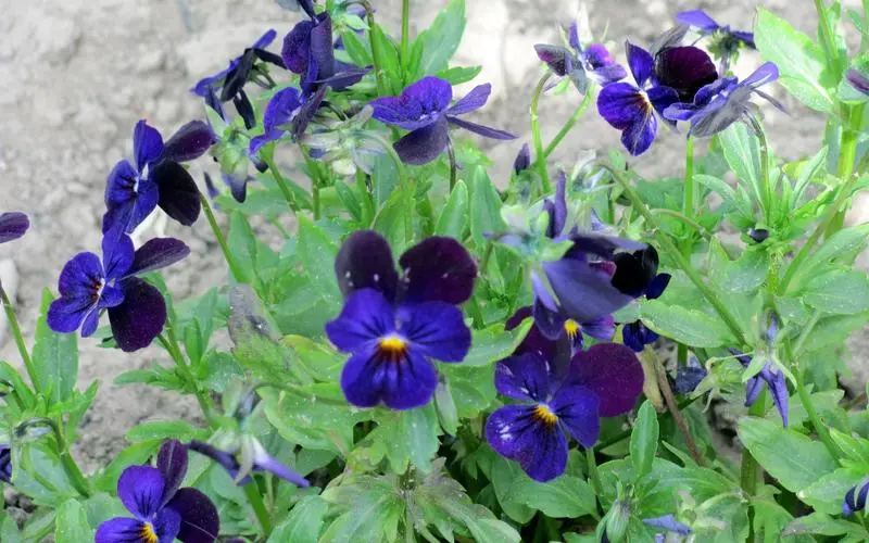 紫羅蘭之花:是紫色浪漫還是藍色夢幻?