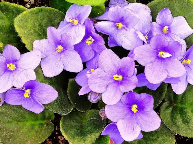 紫羅蘭之花:是紫色浪漫還是藍色夢幻?