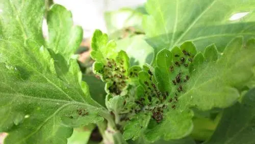 菊花蟲害真相:是自然法則還是養護疏忽?