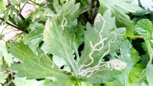 菊花蟲害真相:是自然法則還是養護疏忽?