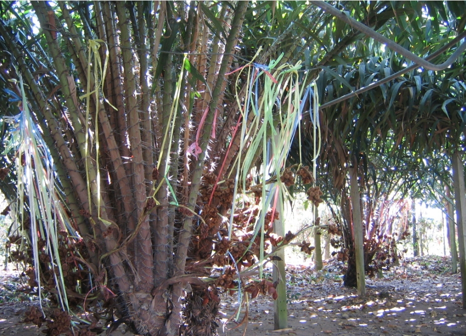 欣賞奇樹異景!蛇皮果樹全貌高清美圖大放送