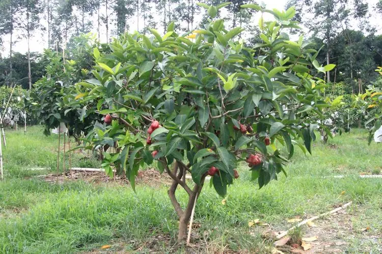 蓮霧種植生長環境與溫度要求,助你輕松培育美味果實