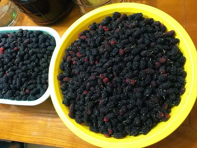 陽光下的甜蜜魔法:手把手教你制作美味桑果干!