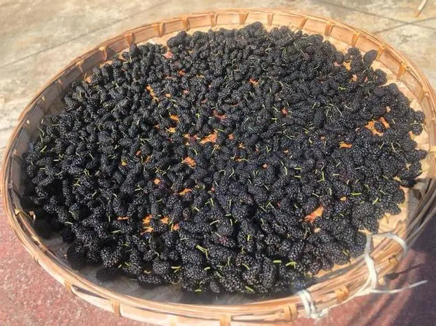 陽光下的甜蜜魔法:手把手教你制作美味桑果干!
