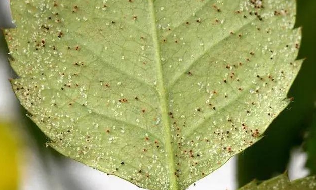 藥到病除!臍橙紅蜘蛛克星神藥推薦,防治效果炸裂!