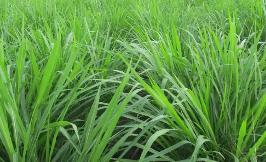 養豬新革命!牧草和豆渣哪種飼料讓豬群膘肥體壯,效益翻倍!