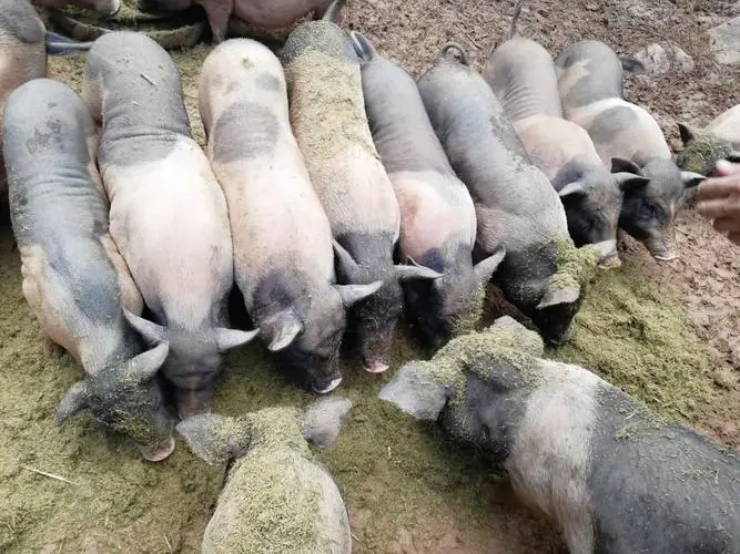 養豬新革命!牧草和豆渣哪種飼料讓豬群膘肥體壯,效益翻倍!