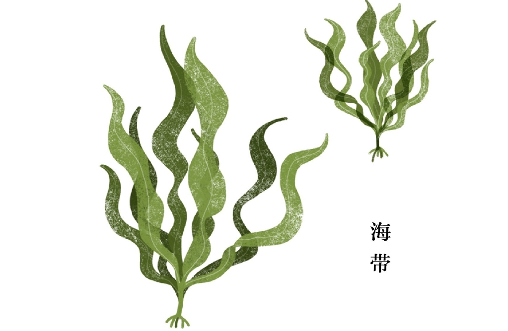 海帶是動物還是植物?科學界也懵了!