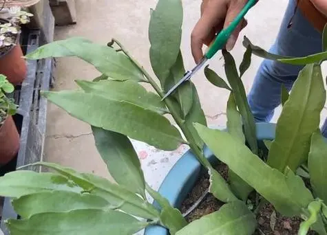 曇花綻放開花加速秘籍:修剪在高手,花開不再愁!