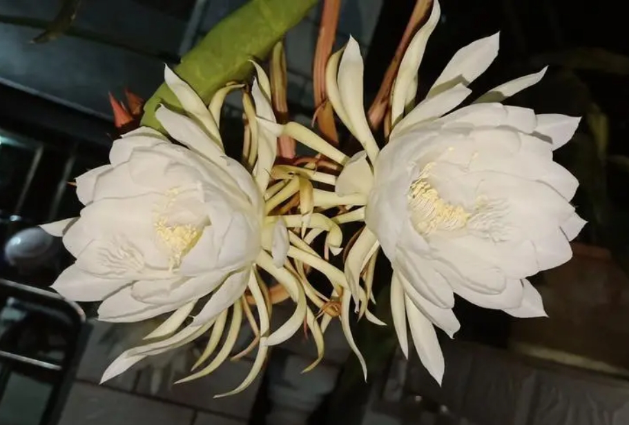 曇花綻放開花加速秘籍:修剪在高手,花開不再愁!