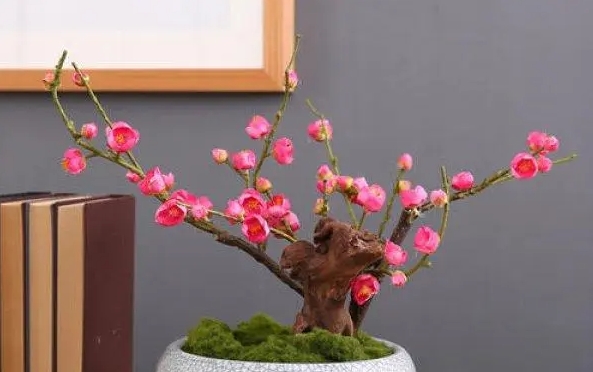 夏日炎炎，梅花盆栽的‘清涼秘籍’養殖管理大揭秘！