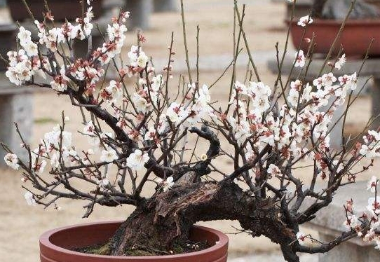 夏日炎炎,梅花盆栽的‘清涼秘籍’養殖管理大揭秘!