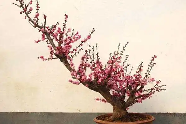 夏日炎炎,梅花盆栽的‘清涼秘籍’養殖管理大揭秘!