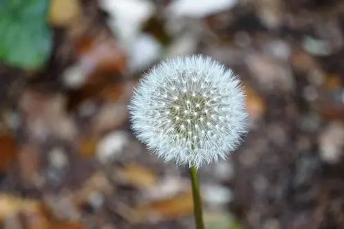 花卉界的‘風行者’:除了蒲公英還有哪些花用風傳遞生命的種子?