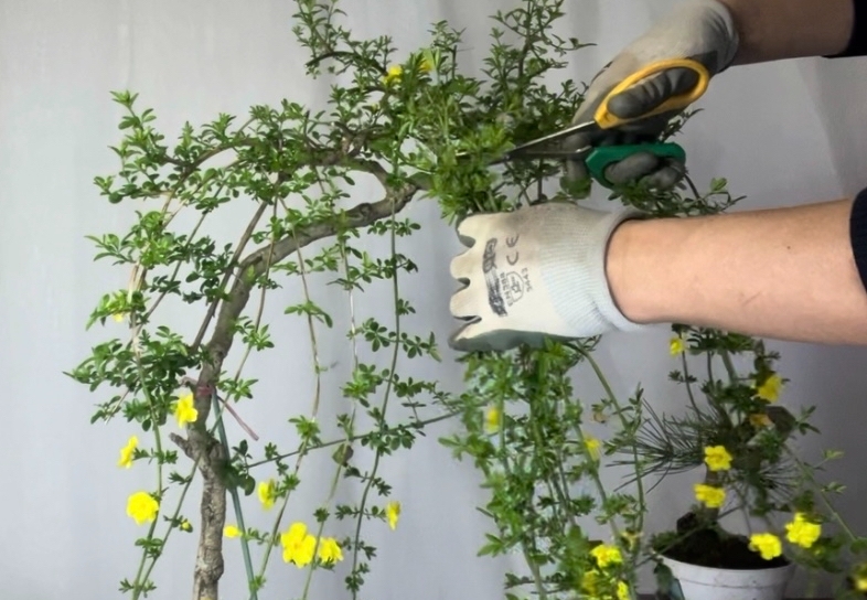 迎春花修剪時間和技巧:不僅僅是修剪,更是對春天的一份深情告白!