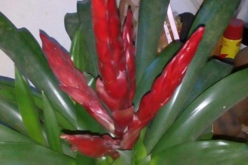 枯木逢春?鴻運當頭花枯萎后的重生秘籍補救大法