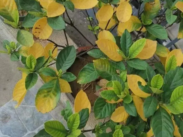 梔子花黃葉警報!澆水過多怎么辦?專家級補救攻略來襲!