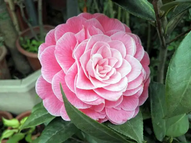 茶花與山茶花名字一字之差,卻是各有千秋的花卉傳奇!