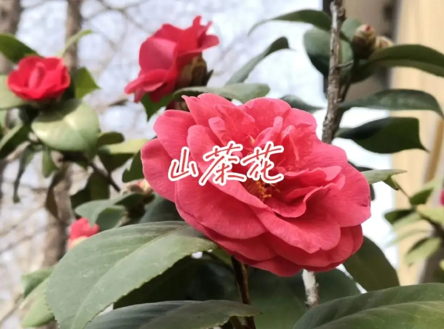 茶花與山茶花名字一字之差,卻是各有千秋的花卉傳奇!