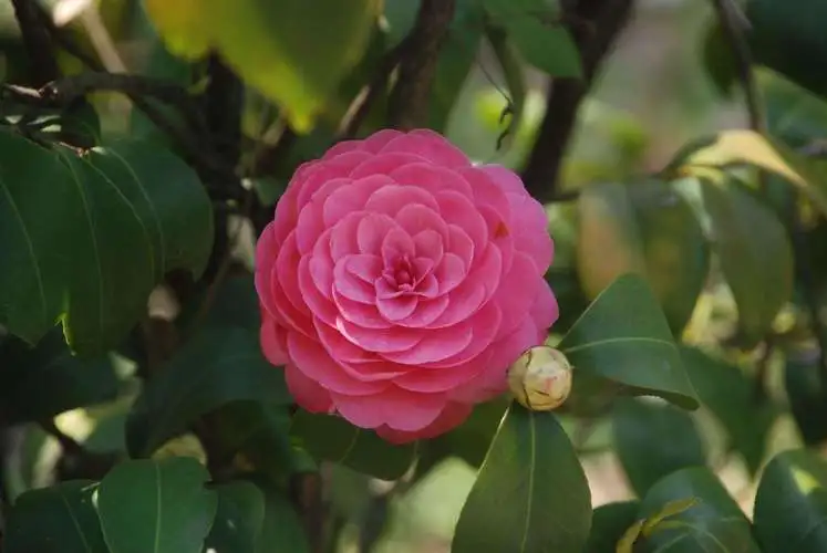茶花與山茶花名字一字之差,卻是各有千秋的花卉傳奇!