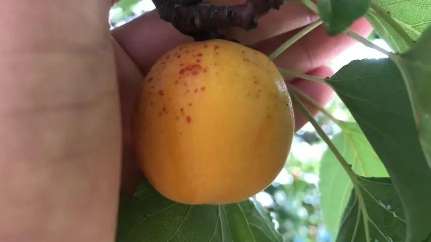 杏子遭遇‘蟲蟲危機’,自然環境與種植管理的雙重考驗!