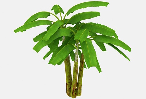 <b>從葉脈到根系，深度剖析芭蕉單子葉植物還是雙子葉植物？</b>