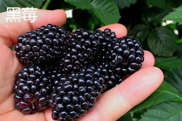 <b>營養界的紫色風暴：黑莓與藍莓誰的營養價值更勝一籌？</b>