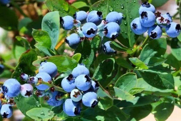 營養界的紫色風暴：黑莓與藍莓誰的營養價值更勝一籌？