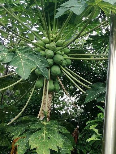 木瓜樹是院子里的風水寶樹,不僅美化環境更引風水之福!