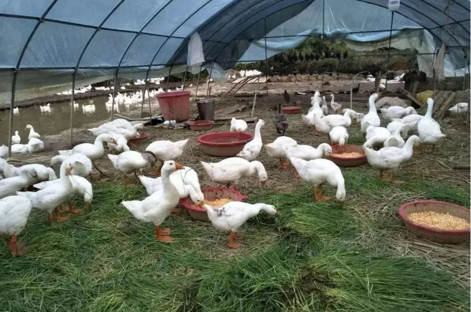 夏季畜牧業養殖常見傳染病預警,這些防治知識讓你從容應對!