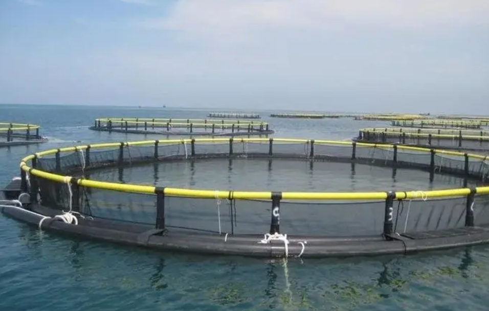 鱸魚人工養殖是淡水還是海水好養,誰主沉浮?