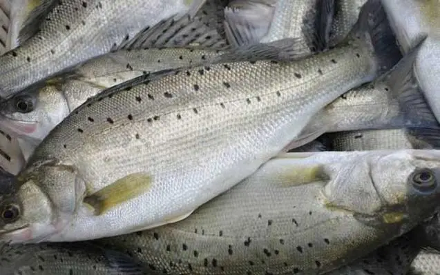 鱸魚人工養殖是淡水還是海水好養,誰主沉浮?